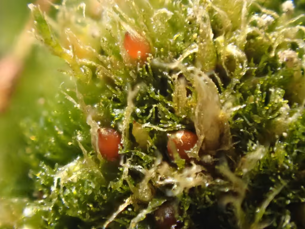Serrate ephemerum moss, photo 1 of 5