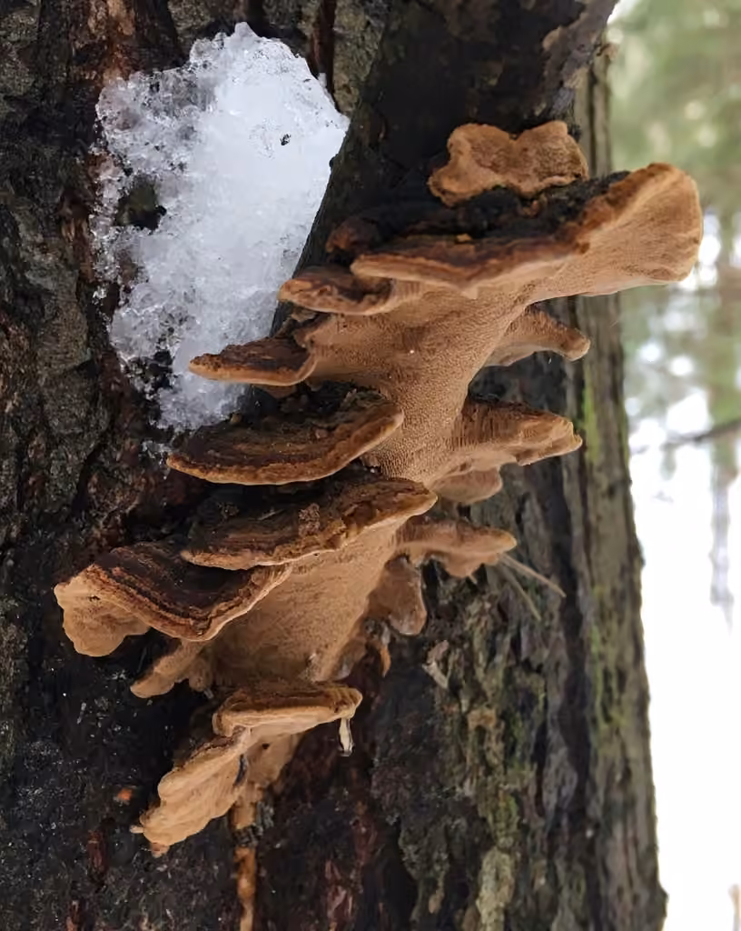Polypore à marge dorée, photo 1 sur 5
