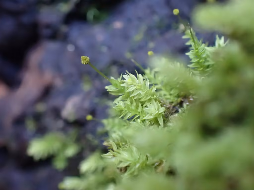 Bud-headed Groove-moss, photo 2 of 5