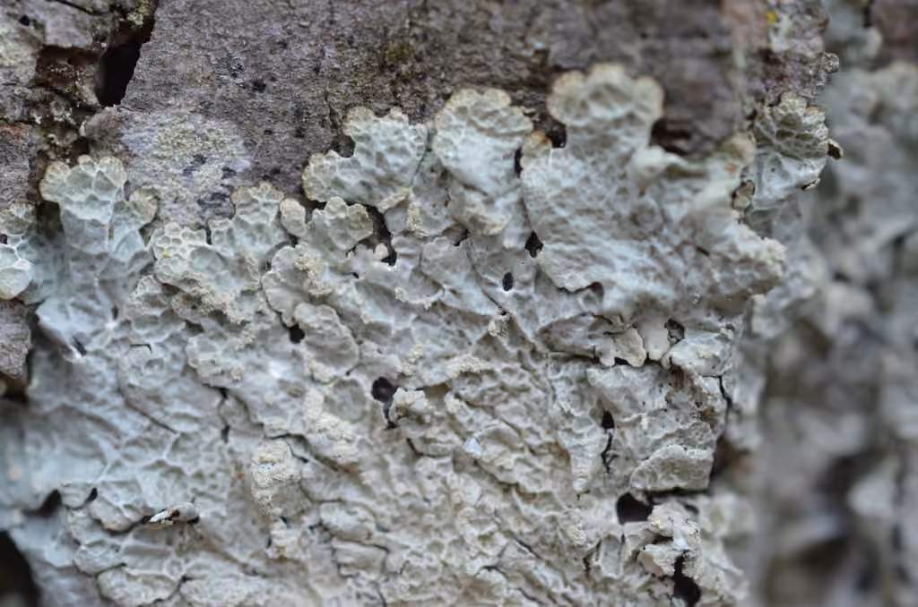 Reticulate Shield, photo 2 of 5
