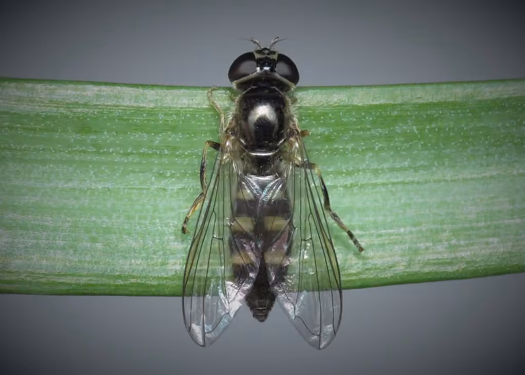 Many-tufted Sedgesitter, photo 1 of 5