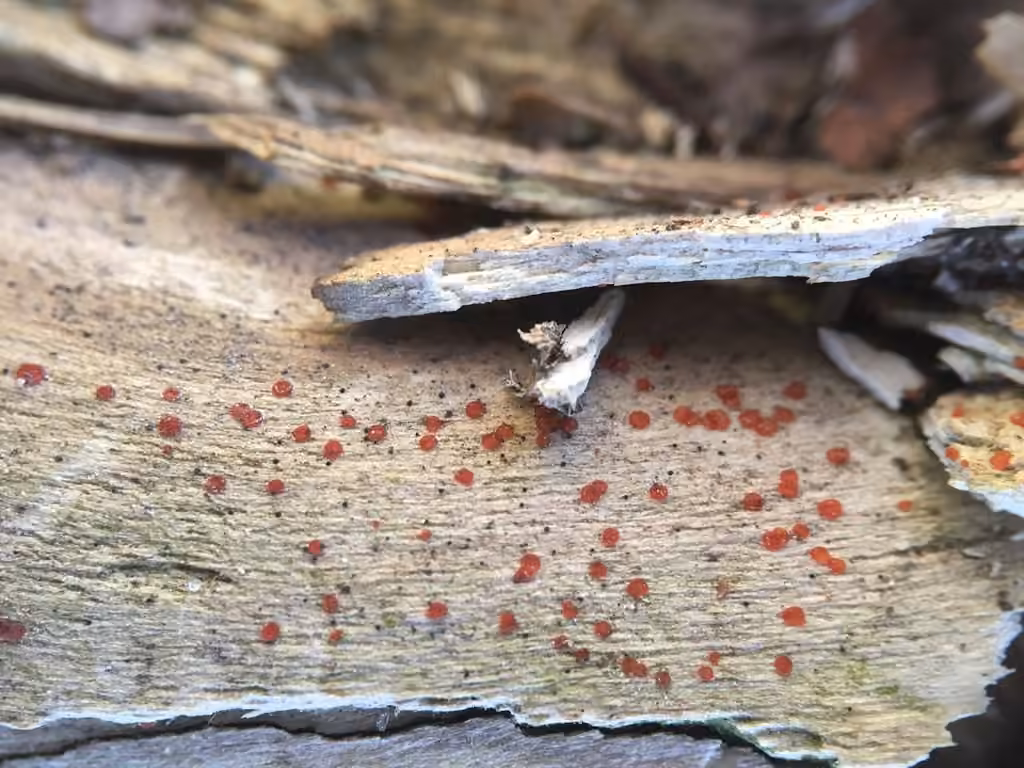 Orbilia eucalypti
