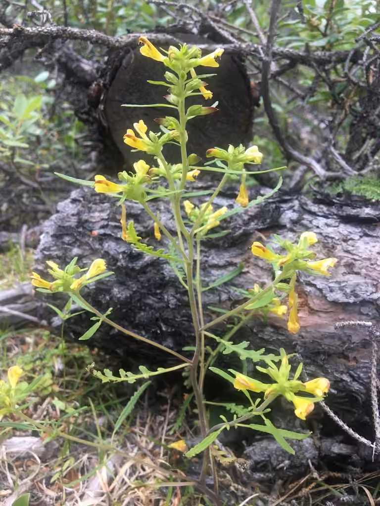 Labrador lousewort