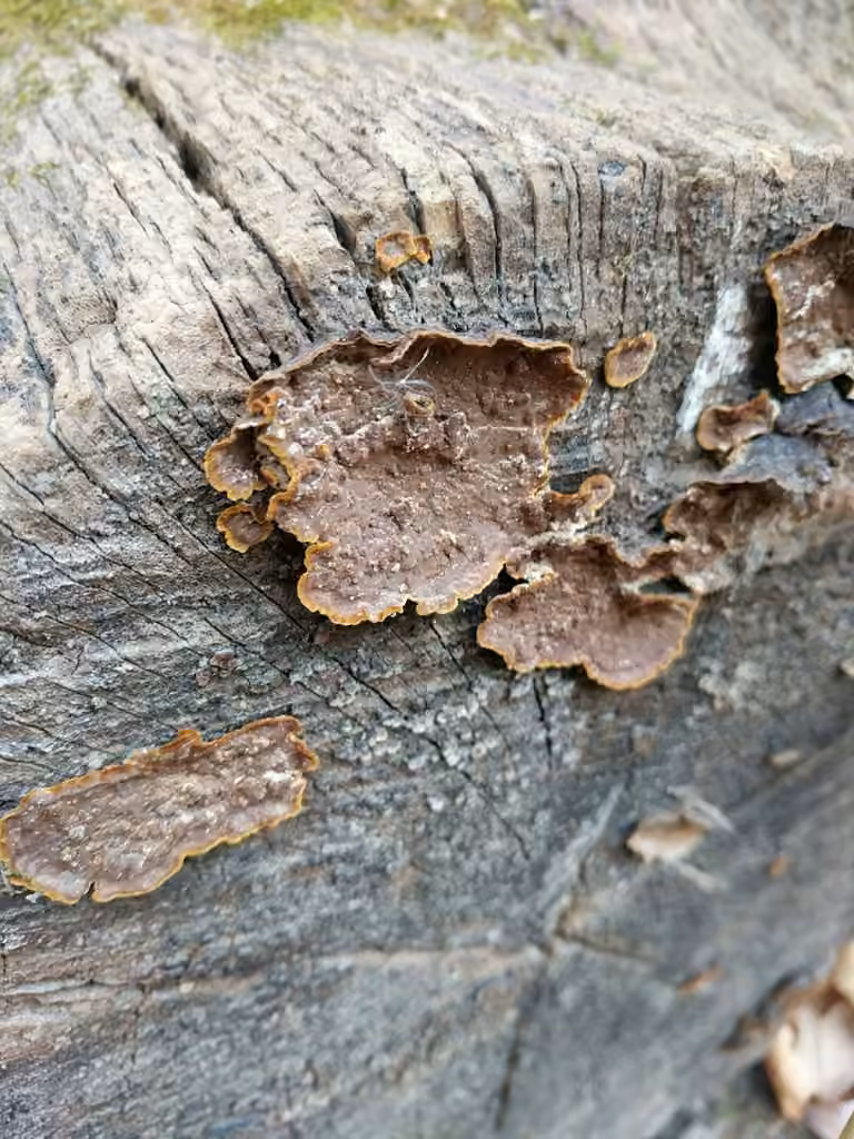 Hymenochète rouillé, photo 2 sur 5