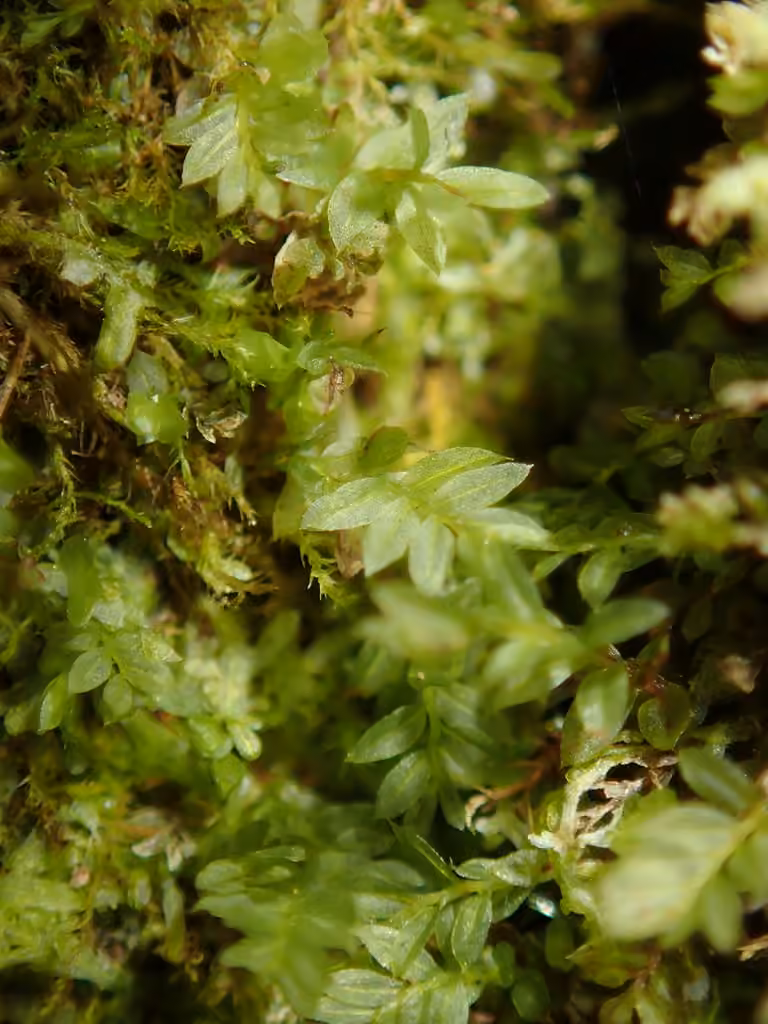 Stellar calcareous moss, photo 2 of 5