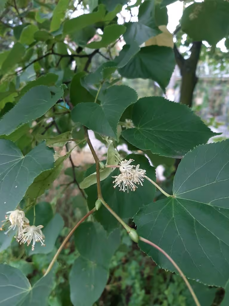 Littleleaf linden, In flower