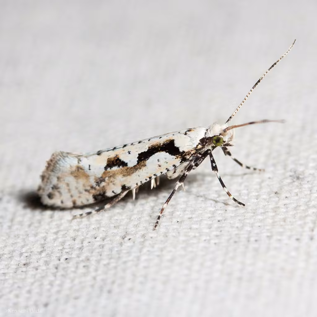 Rhigognostis interrupta