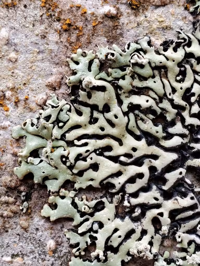 Tree Flute Lichen, photo 3 of 5