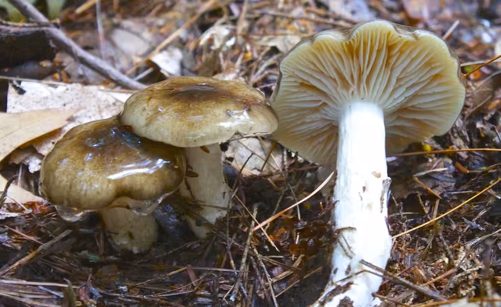 Hygrophore fuligineux, photo 1 sur 5