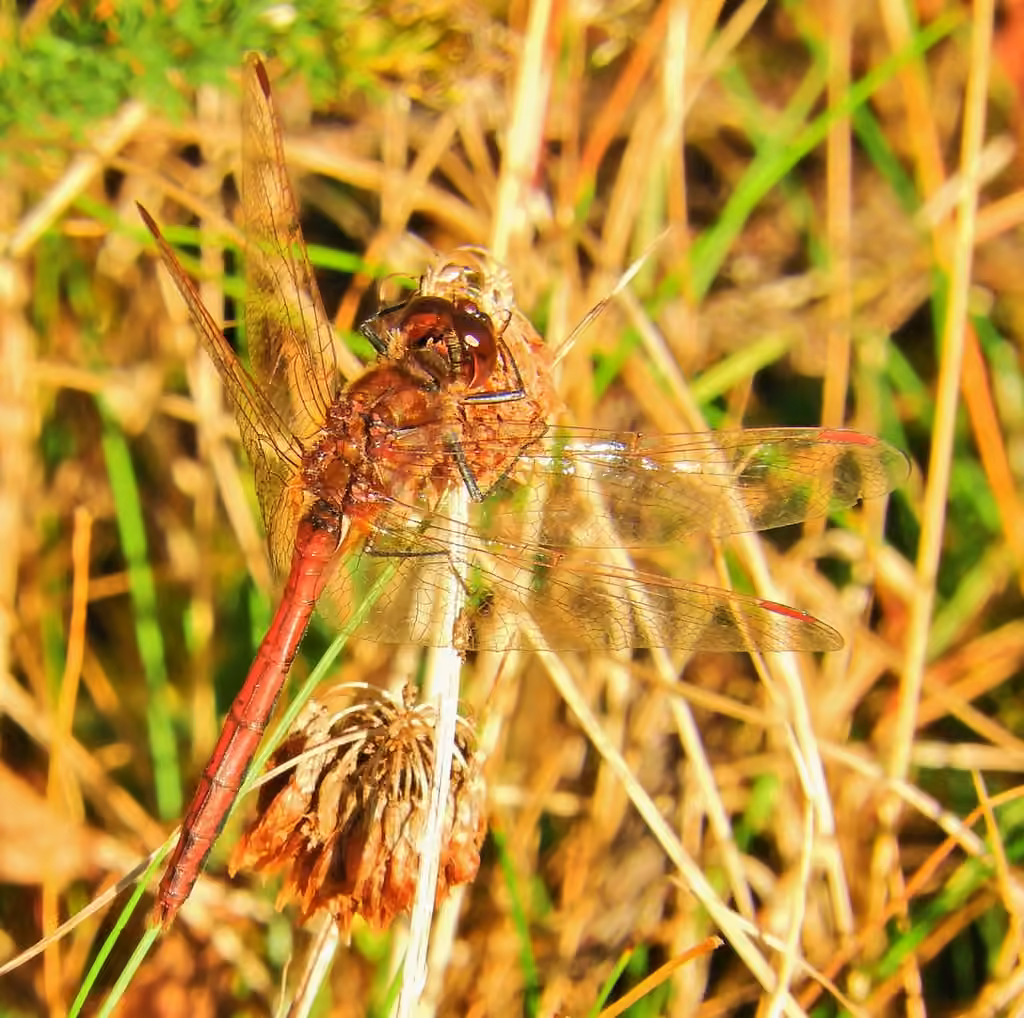 Saffron-winged Meadowhawk, Male