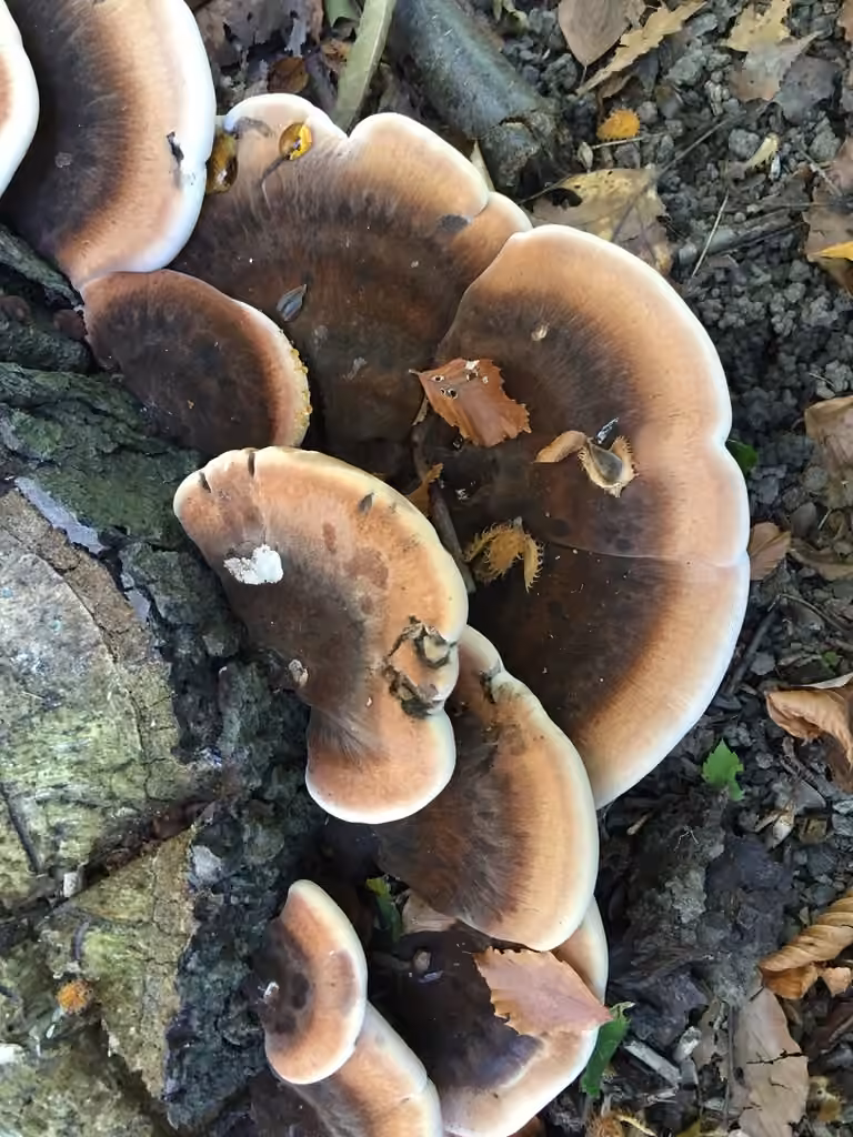 Polypore fuligineux