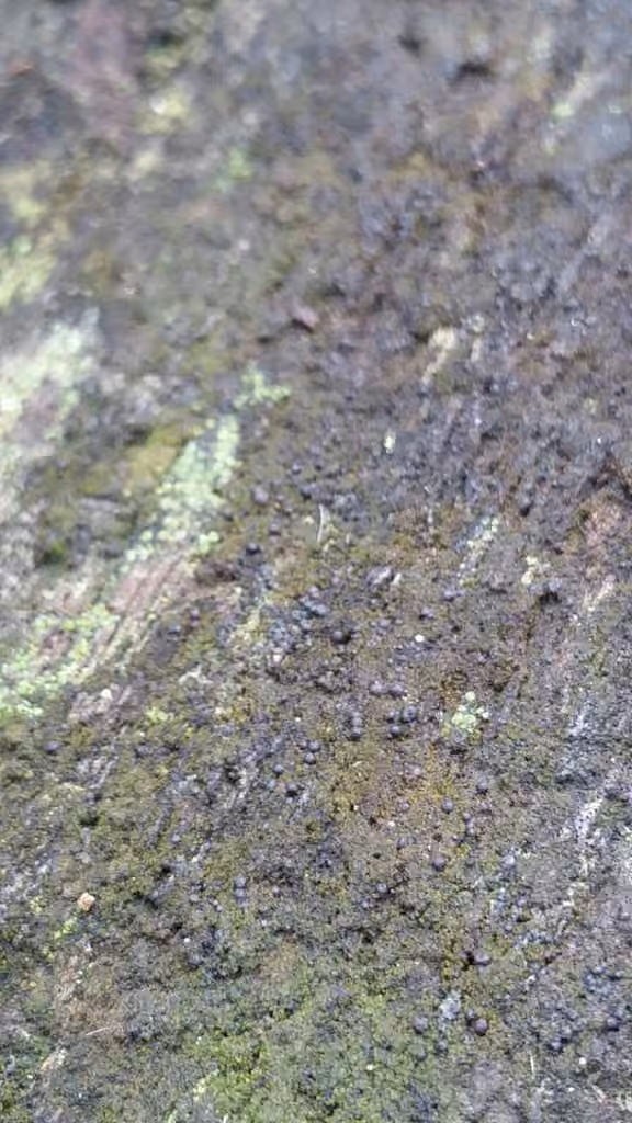 Stiff Tar-spot Lichen, photo 2 of 5