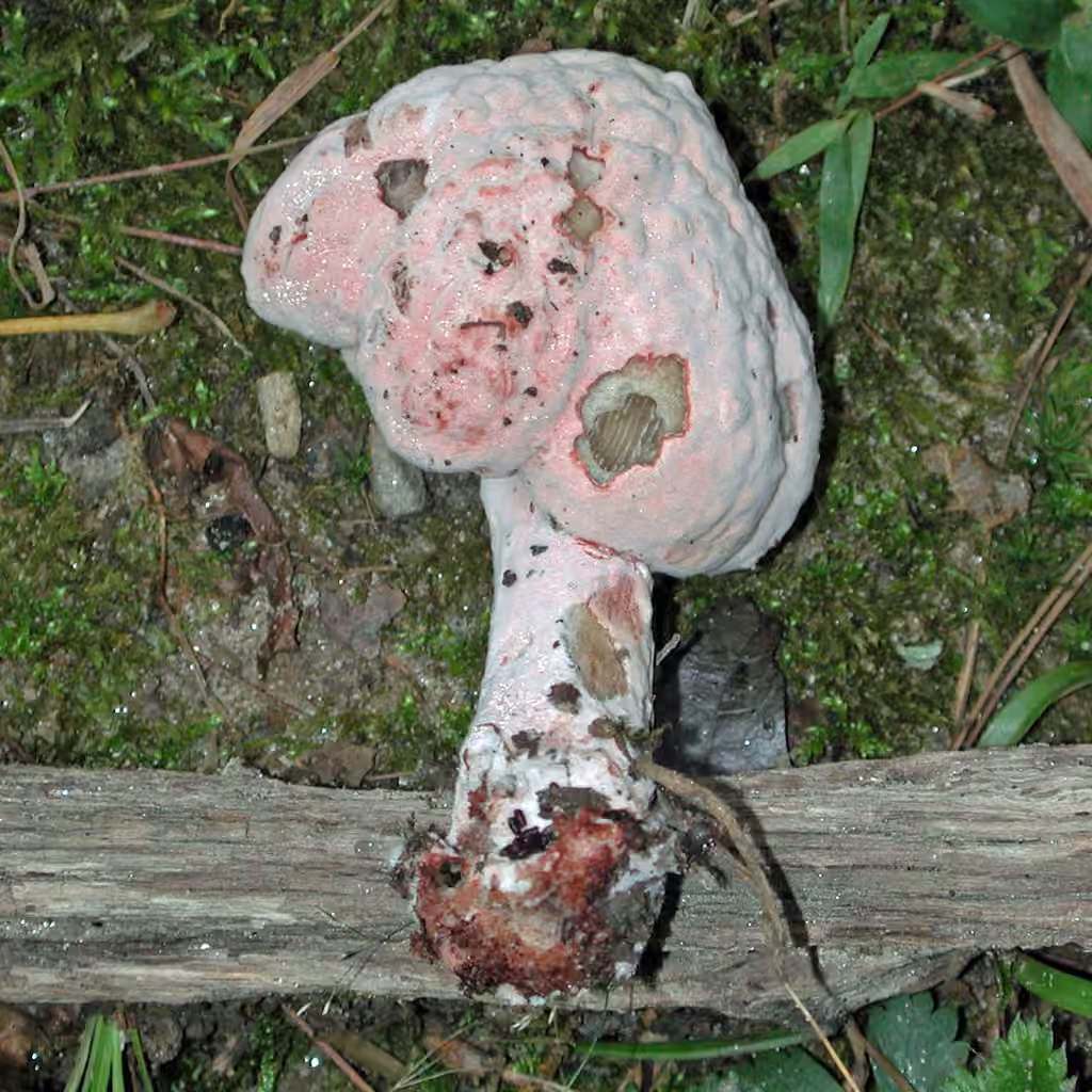 Mycogone rosea, photo 1 sur 5