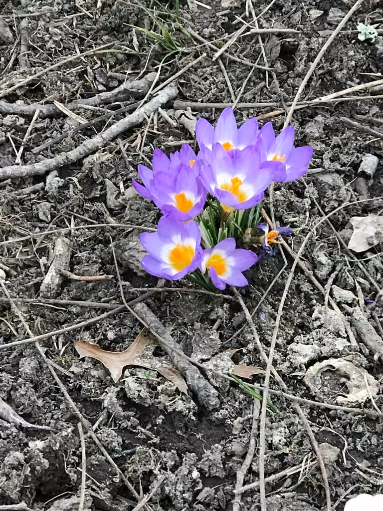 Crocus sublimis, photo 3 sur 5