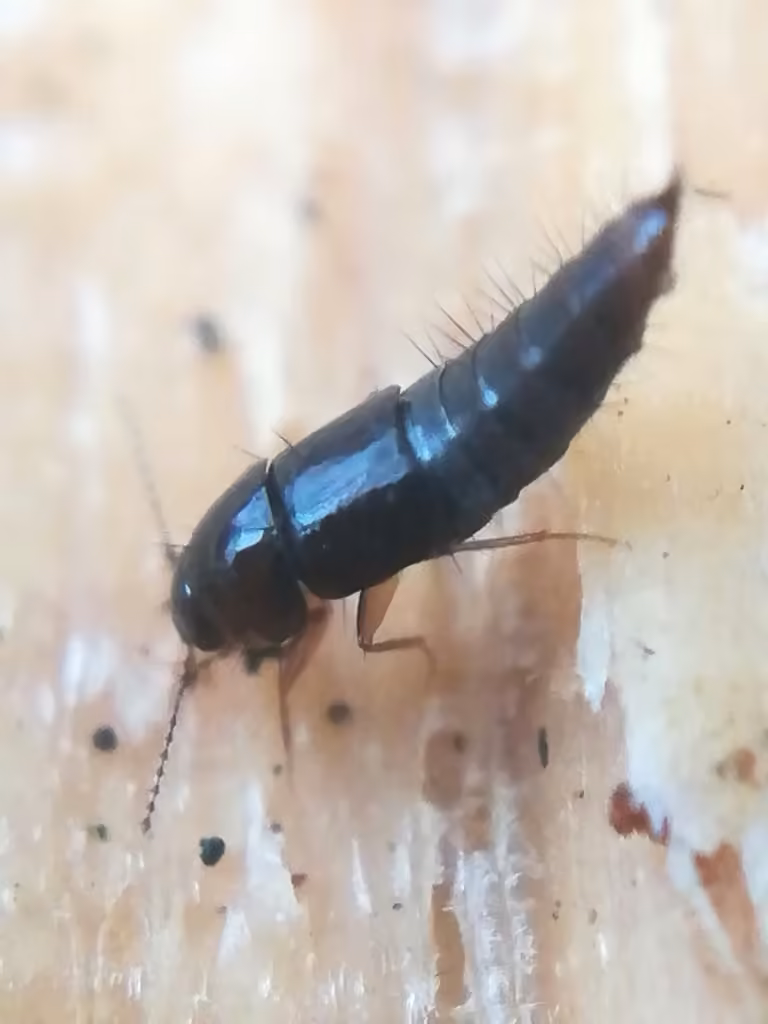 Vermiculated Rove Beetle, photo 2 of 5