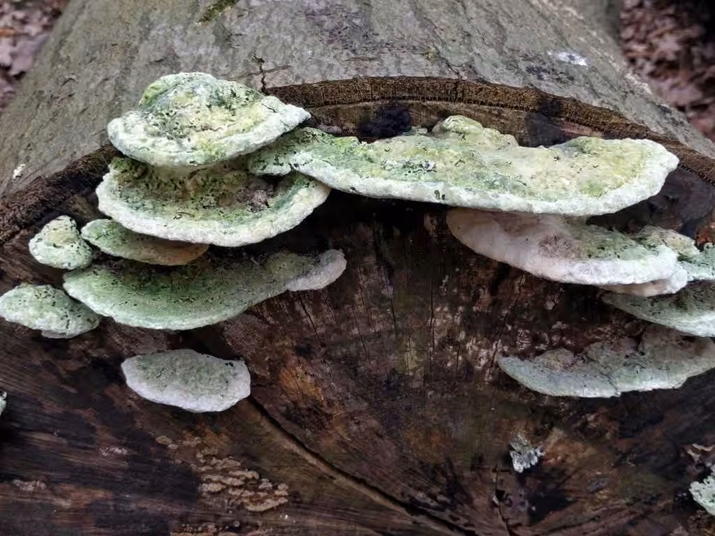 Polypore bossu, photo 3 sur 5