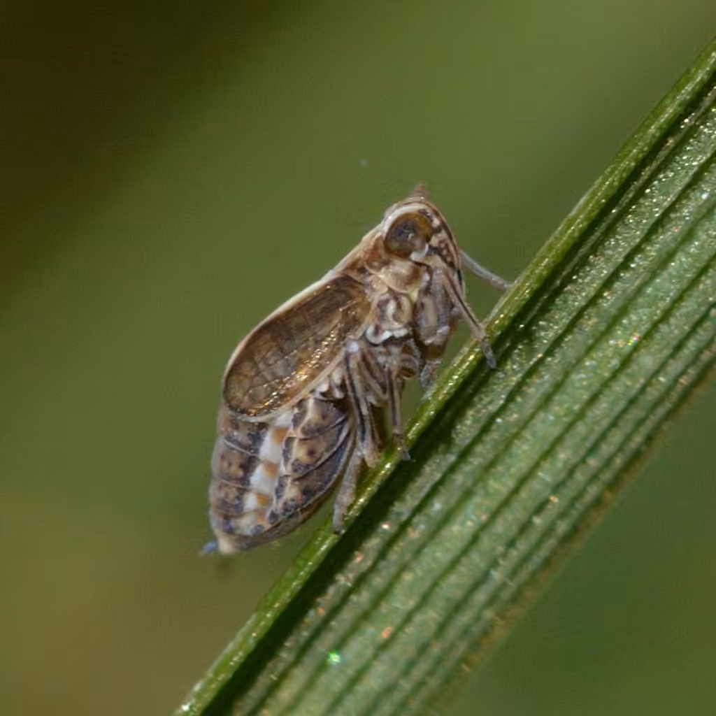 Muellerianella laminalis, photo 2 of 5