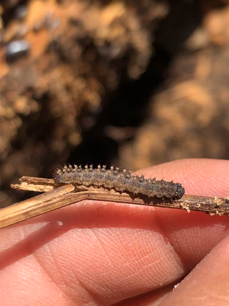 Glossy Black Idia Moth, Chenille