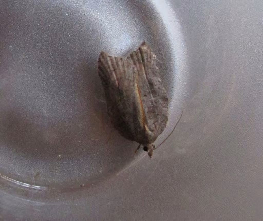 Hook-winged Tortrix Moth, photo 3 sur 5