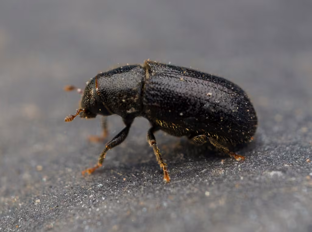 Larger European Pine Shoot Beetle, photo 3 of 5