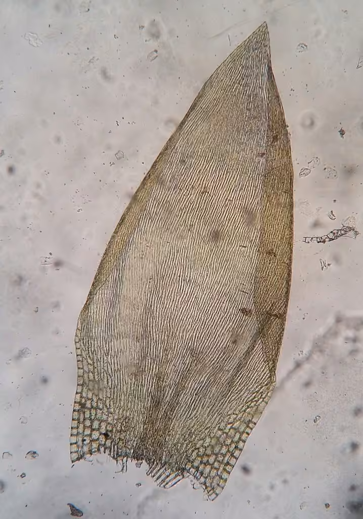 Flattened Entodon Moss, photo 3 of 5