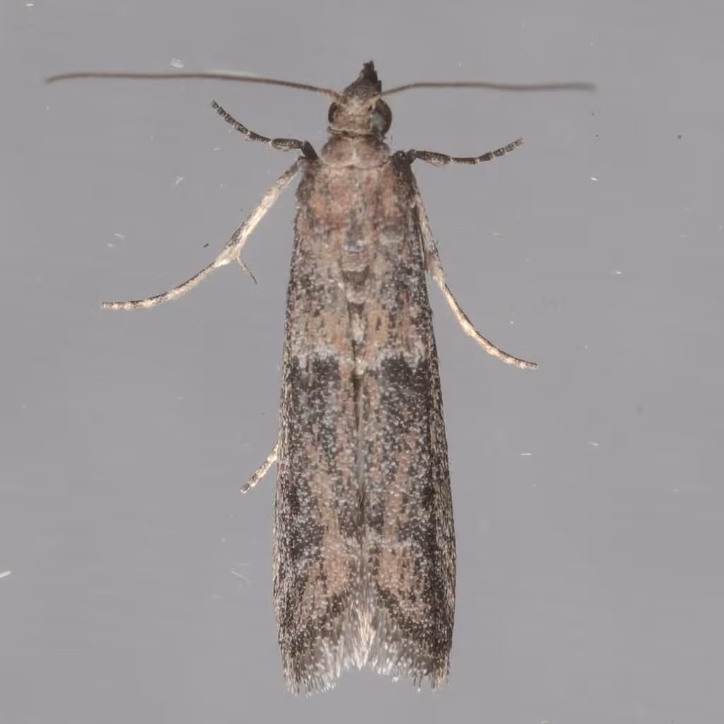 Dusky Raisin Moth, photo 1 sur 5