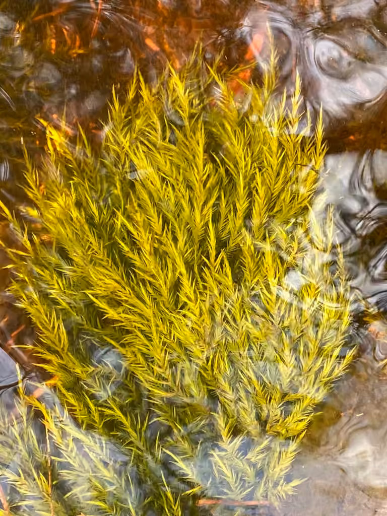 Sullivant's fontinalis moss, photo 1 of 5