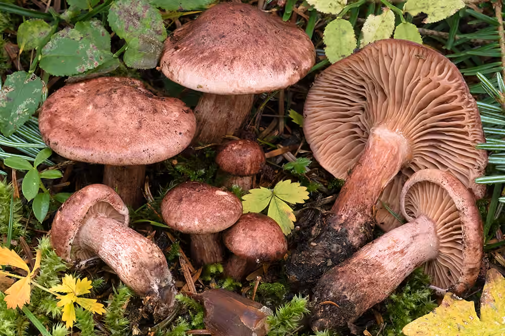 Hygrophore des chevreuils, photo 1 of 5