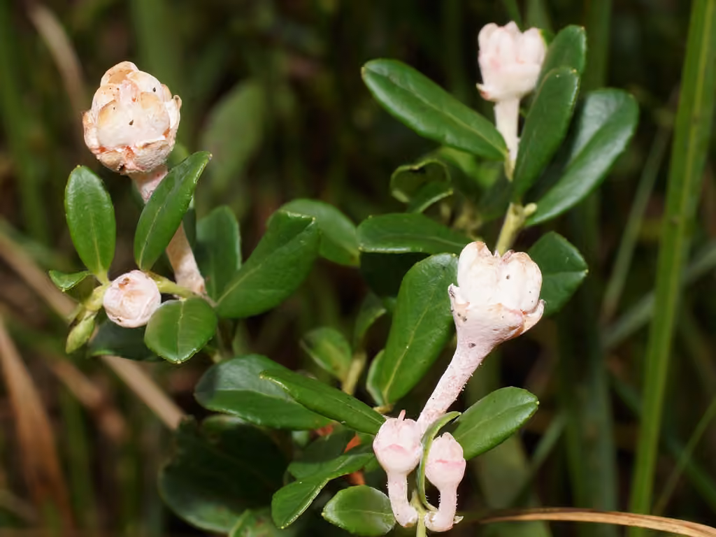 Cowberry Redleaf, photo 3 of 5