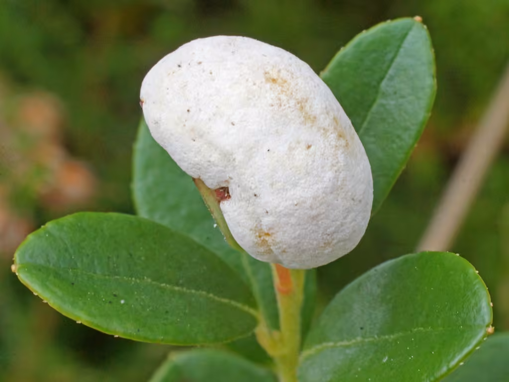 Cowberry Redleaf