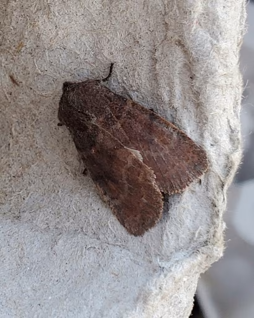 Goat Sallow, Adult