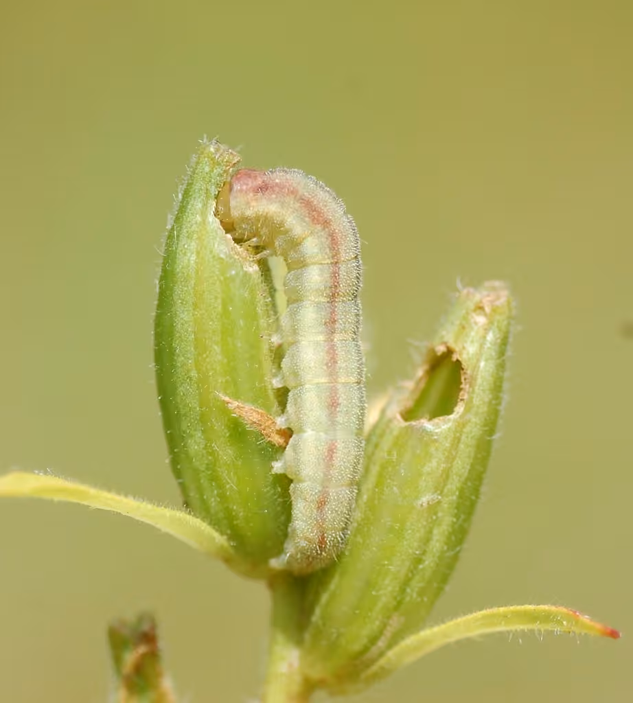 Primrose Moth, Chenille