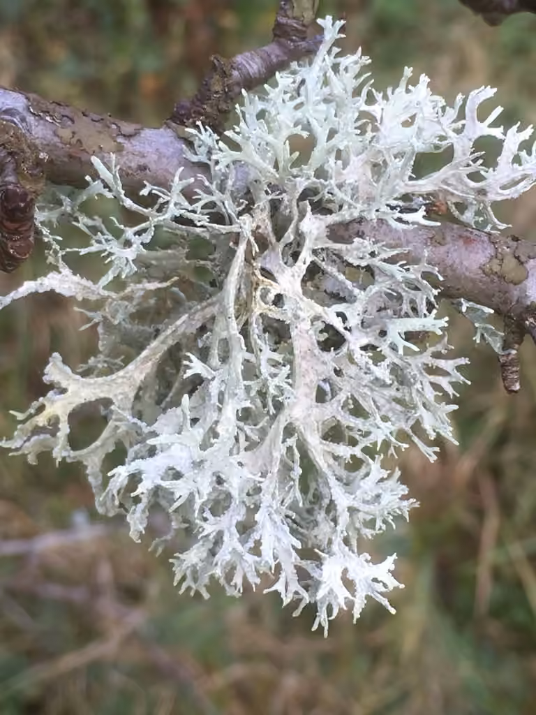 Lichen fruticuleux, photo 2 sur 5