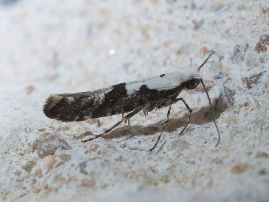 Argyresthia austerella, Adulte