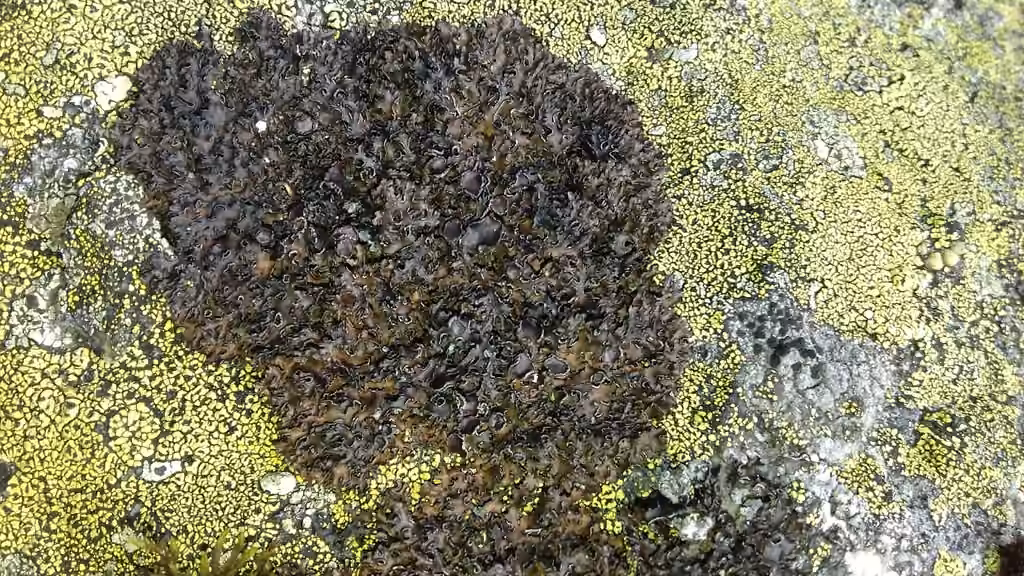 Brown-bellied Northern Lichen, photo 1 of 5