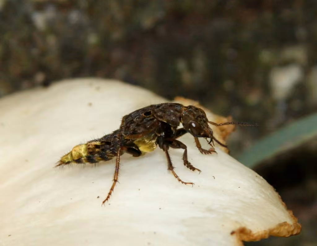 gold-and-brown rove beetle, photo 1 of 5