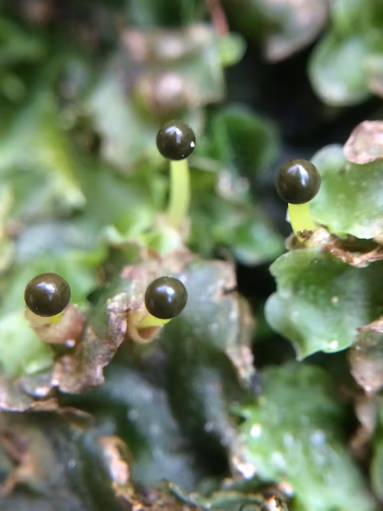 Overleaf Pellia, photo 2 of 5
