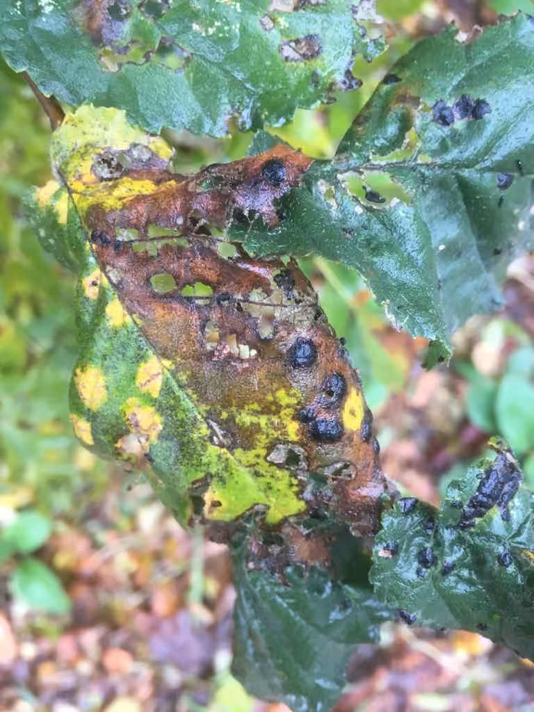 Platychora ulmi, photo 2 sur 5