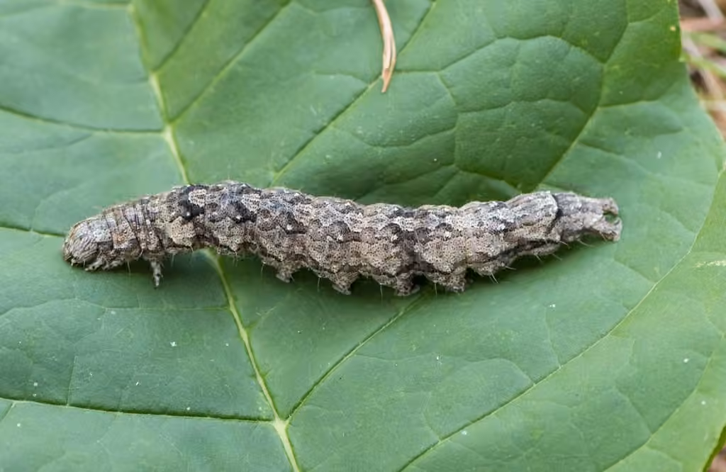 Likenée orangée du noyer, Chenille
