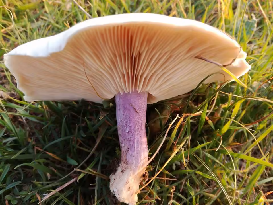 Field Blewit, photo 1 of 5