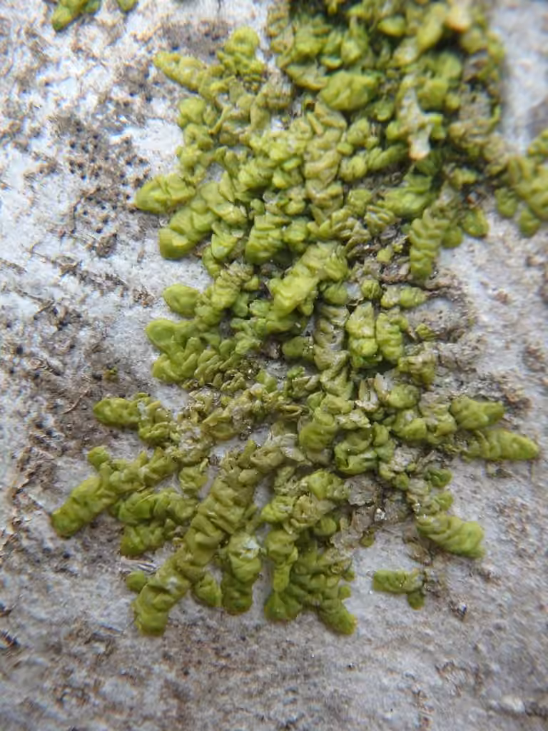 Radule aplatie
