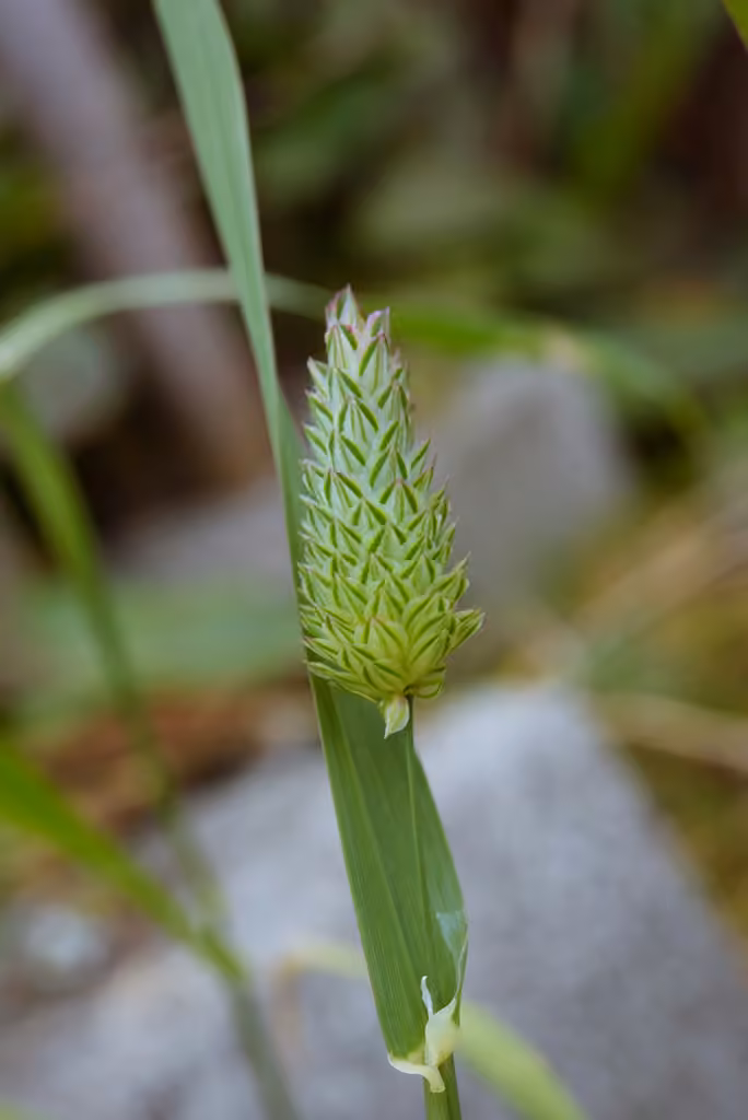 Annual canarygrass, In flower
