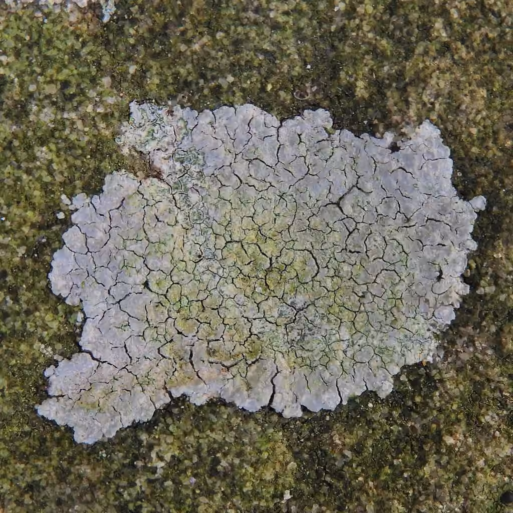 Trapélie fausse-plaquette, photo 3 sur 5