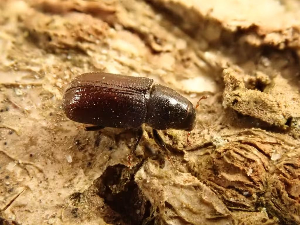 Larger European Pine Shoot Beetle, photo 2 of 5
