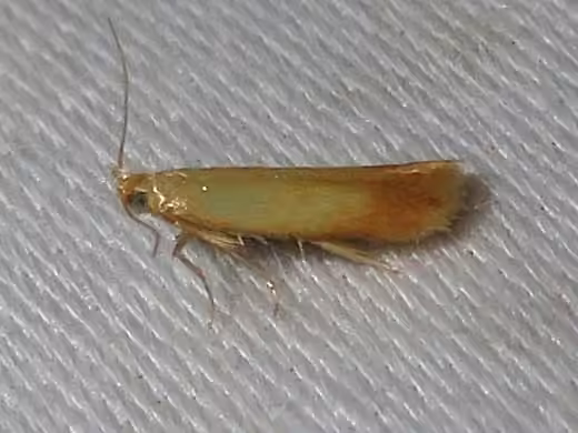 The Golden Sweeper