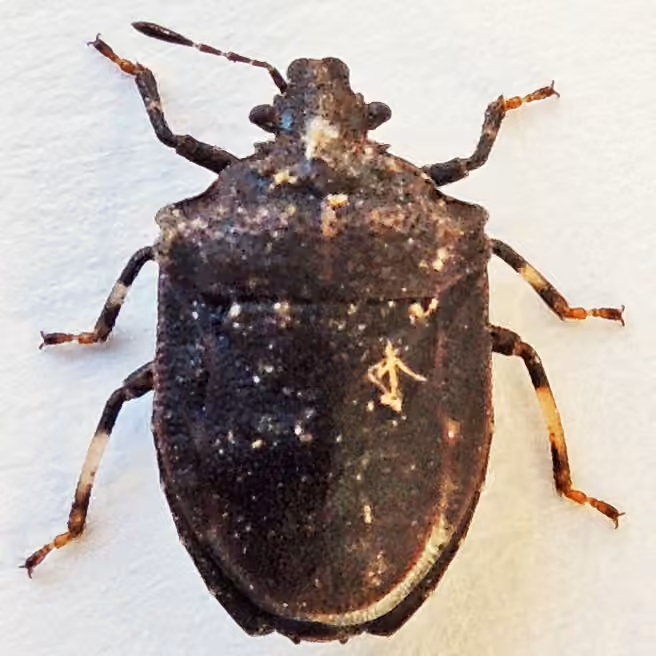 Amaurochrous cinctipes, photo 3 of 5