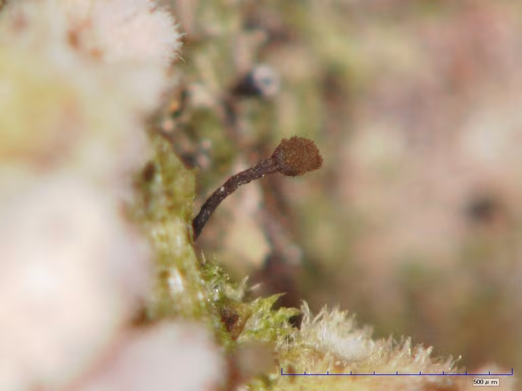 Chaenotricha obscura