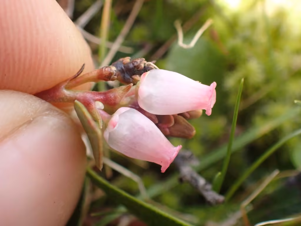 Raisin d'ours, En fleurs