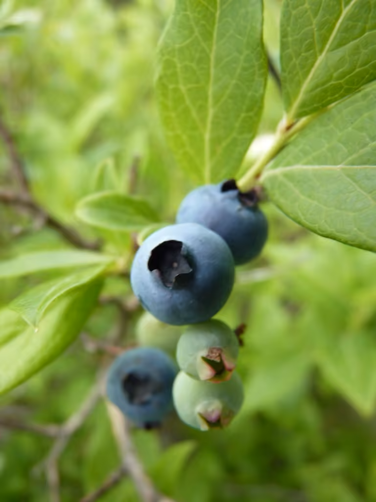 Bleuet en corymbe, En fruits