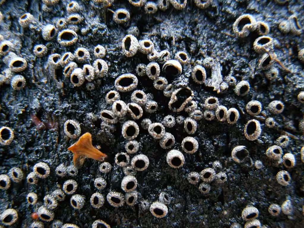 Sooty Bark Canker
